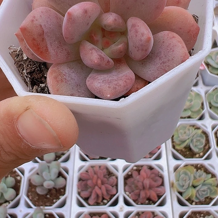 爱丽儿双头19包邮