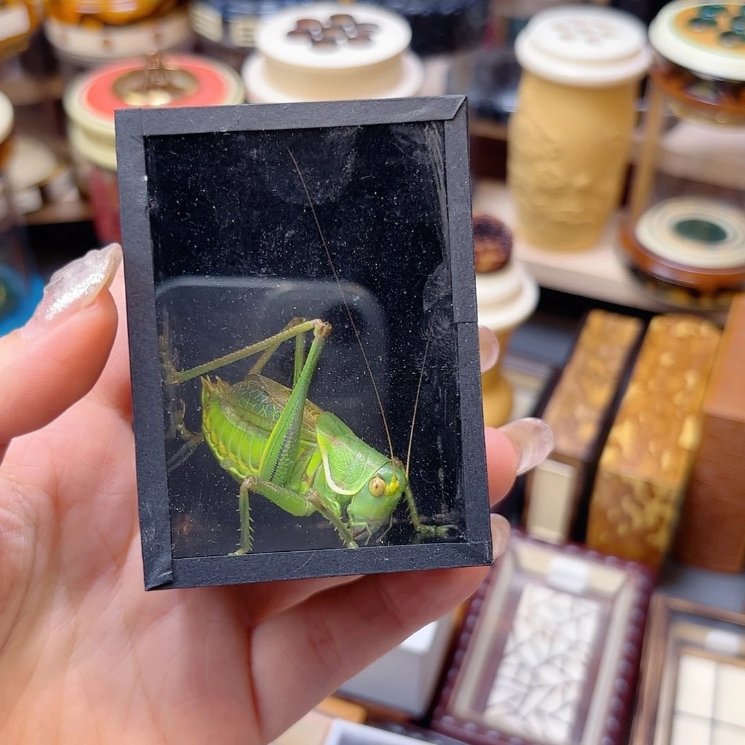 绿蝈蝈1个精品哈哈