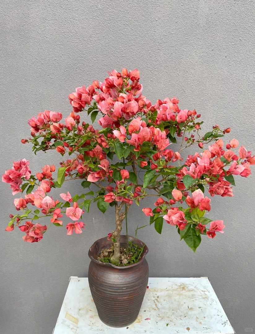 【不甜西瓜】 盆栽介意运输途中落花落叶光杆折枝勿拍
