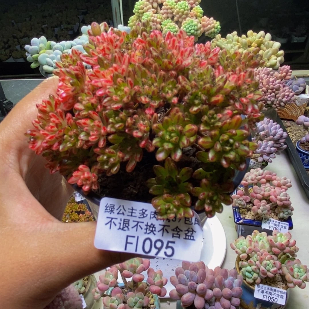095小人祭锦多肉7cm