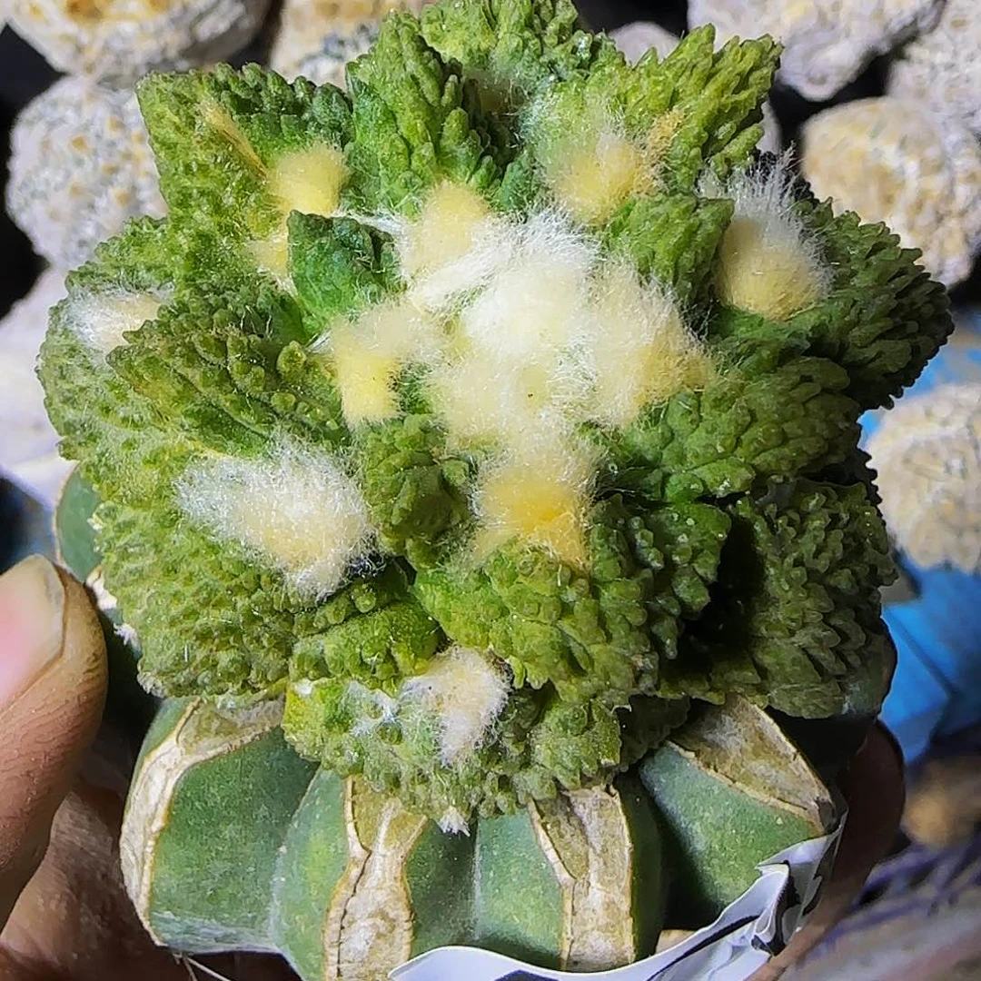 哥怒锦466仙人球开花