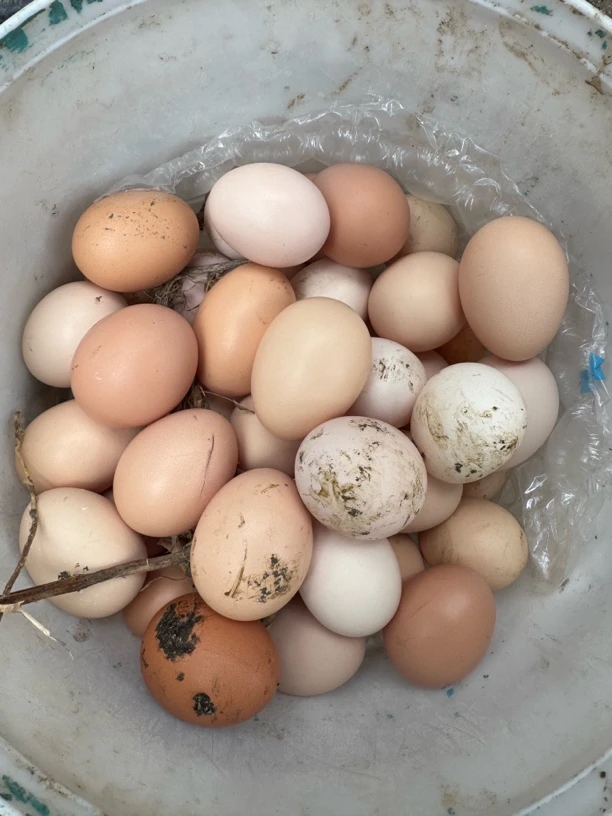 张家界大山里农家散养土鸡蛋粉壳绿壳新鲜现捡现发鸡蛋