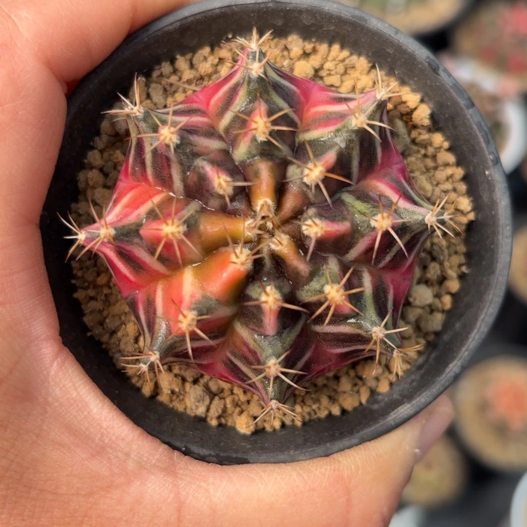 泰系米哈仙人球实生409