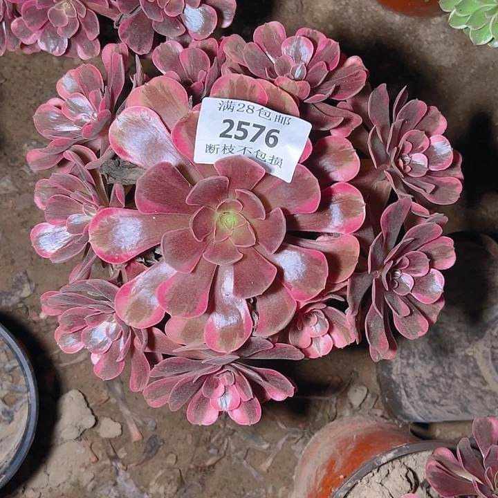 2576爱神多肉植物保护