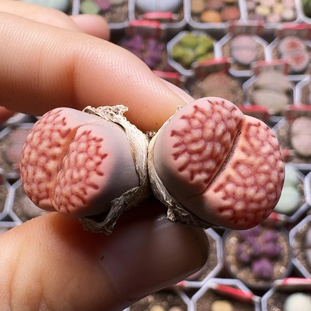 生石花11111。   213