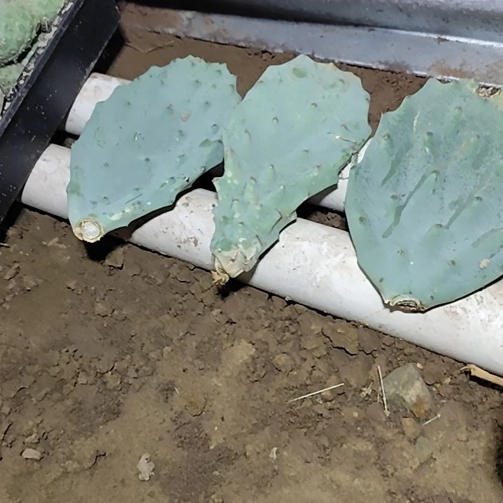 贝壳王仙人掌无根