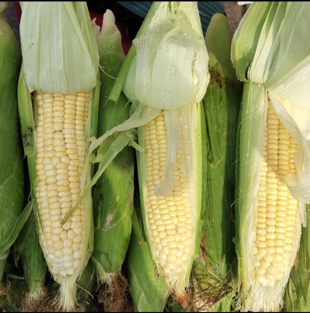 东北鲜棒黄色玉米香甜粘糯一箱5根（大棒带皮发出）每棒约400克