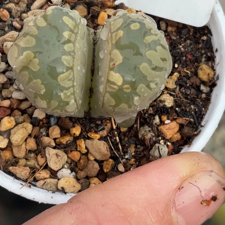 675大牙母本带盆llll