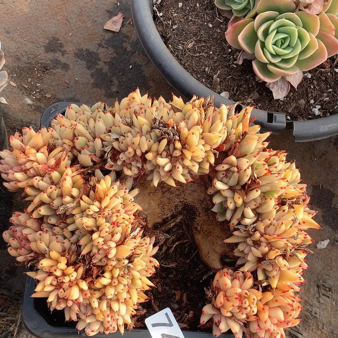 744锦缀一物一拍多肉