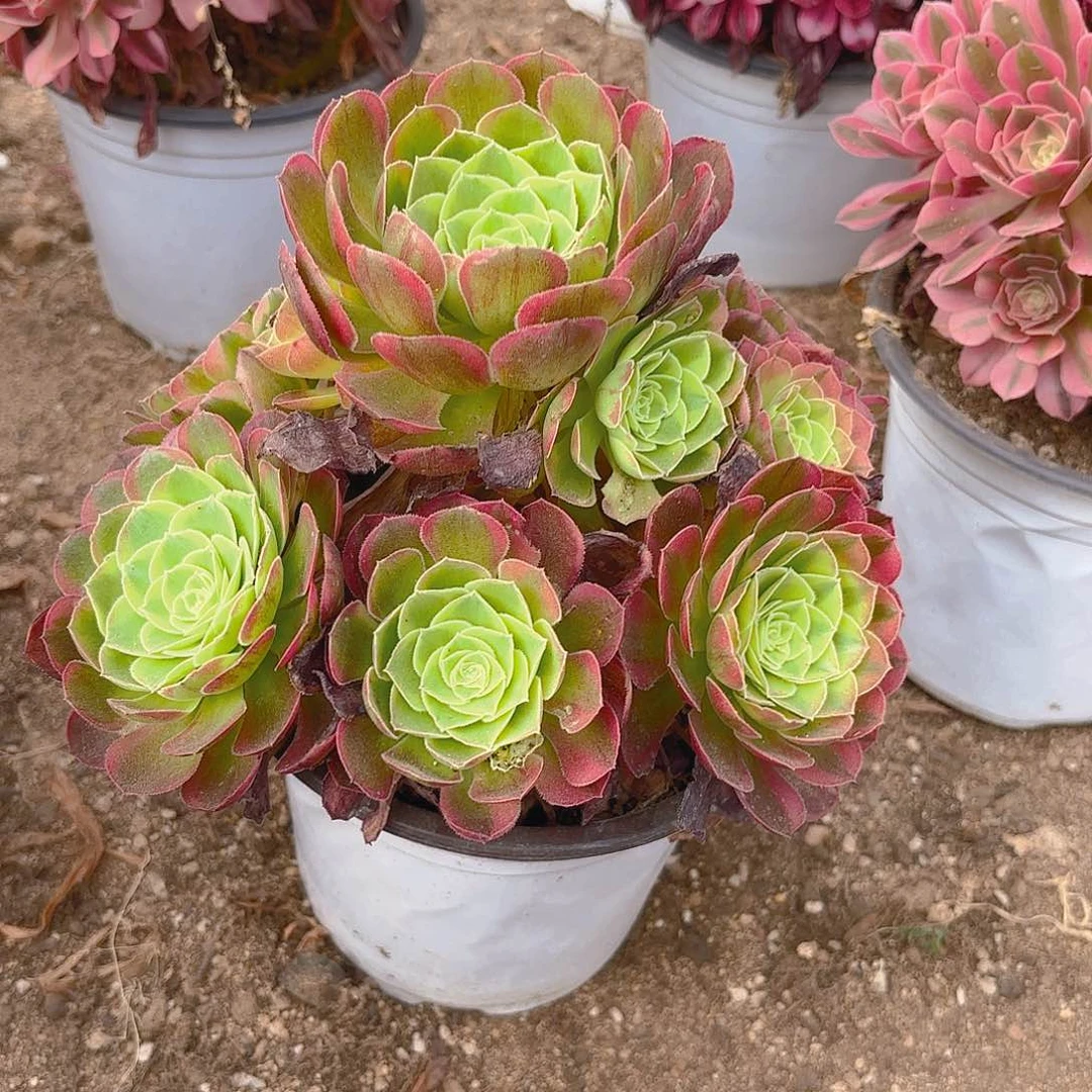 奶白多肉植物手捧