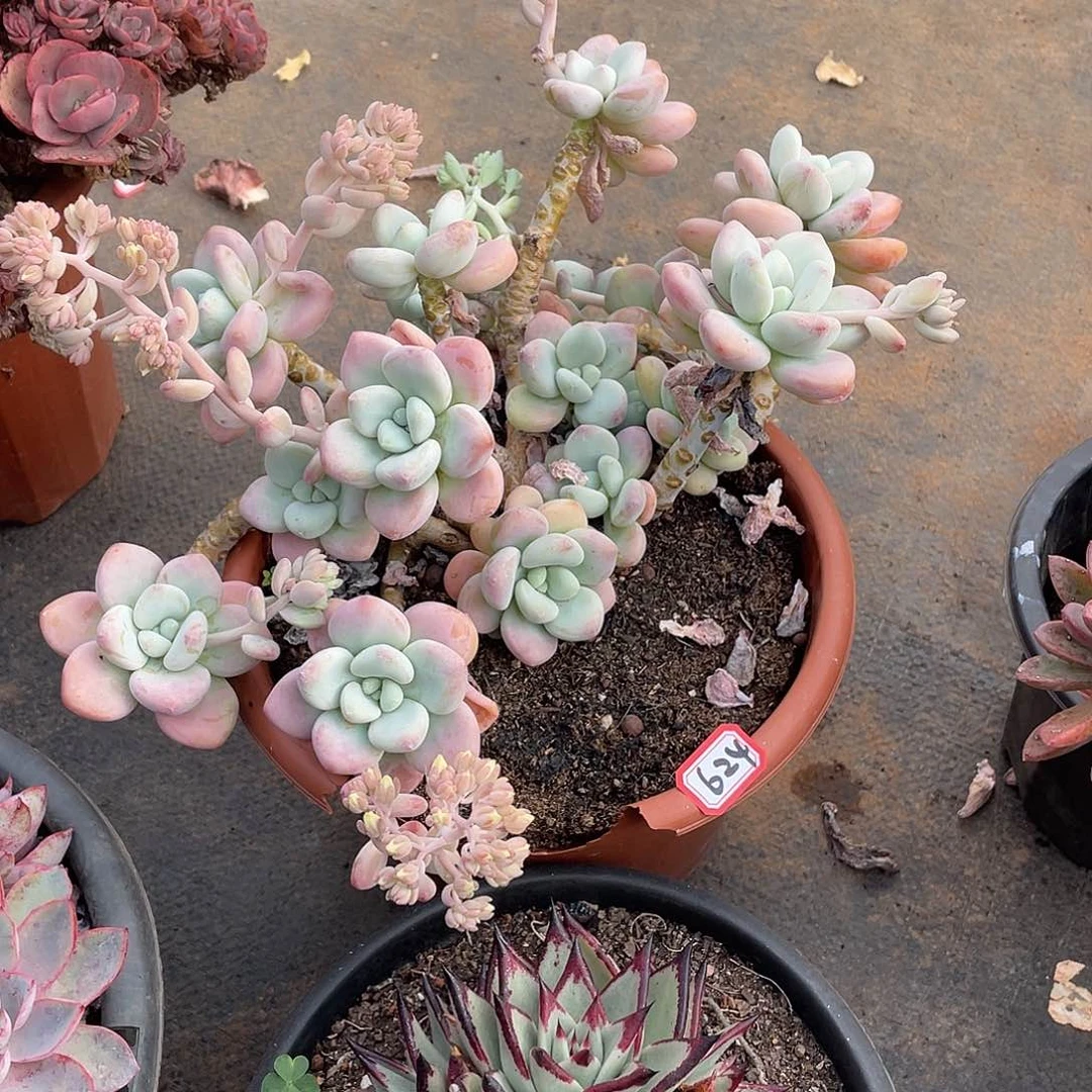 624洛神一物一拍多肉