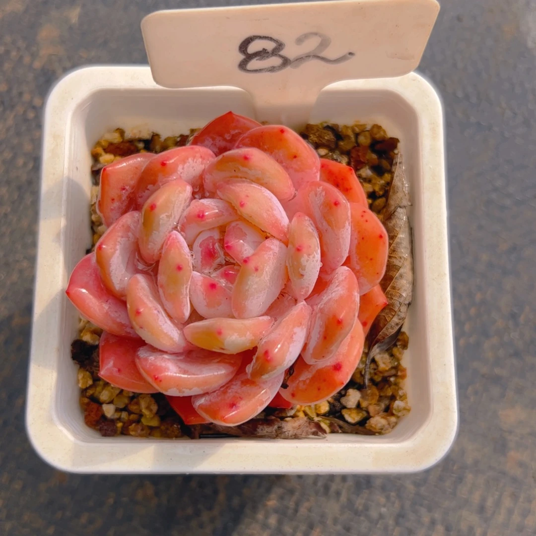 洗*菜雪天使82号一物一拍