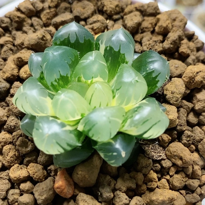 【闪购商品】20水中月