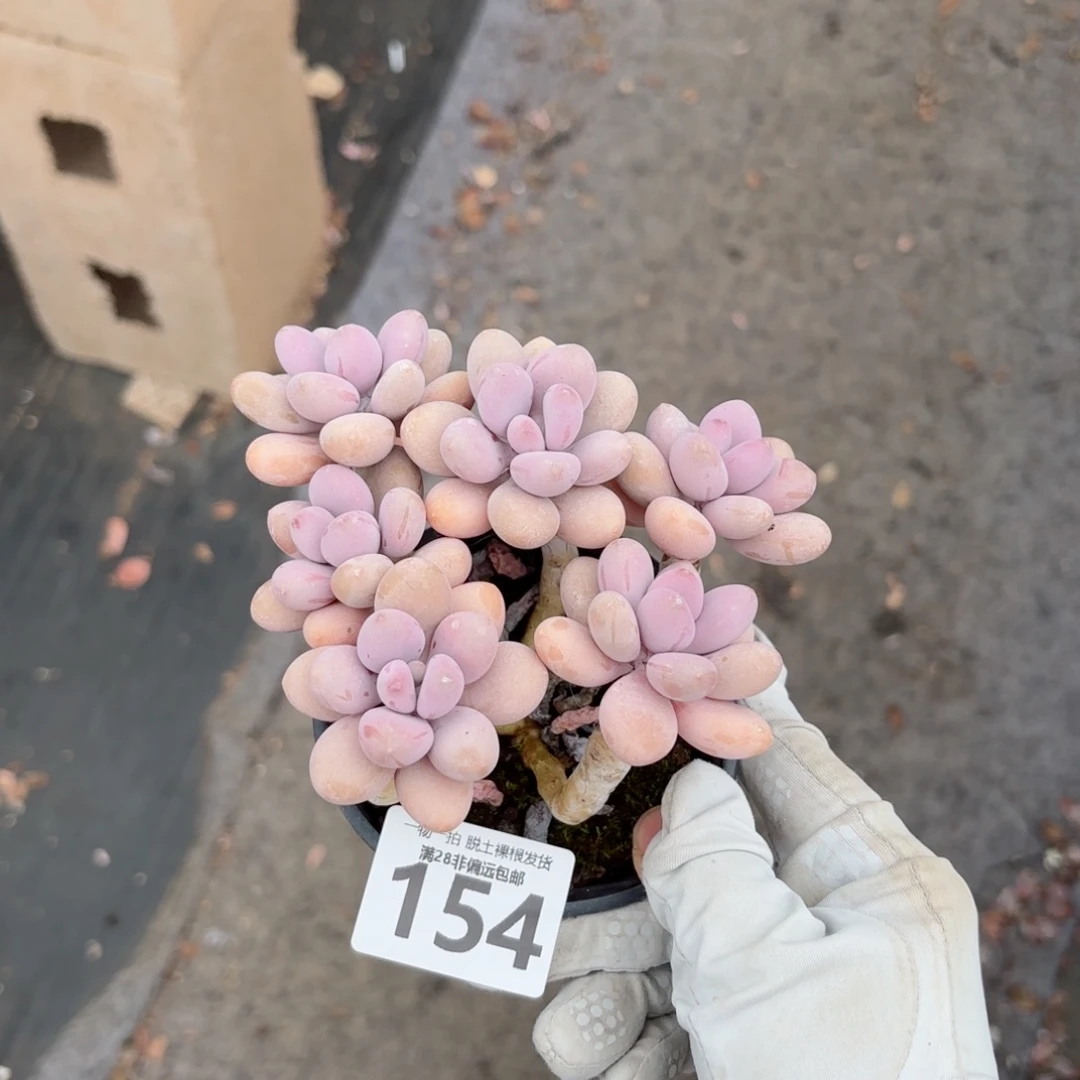 糖果桃蛋老桩无盆土发货