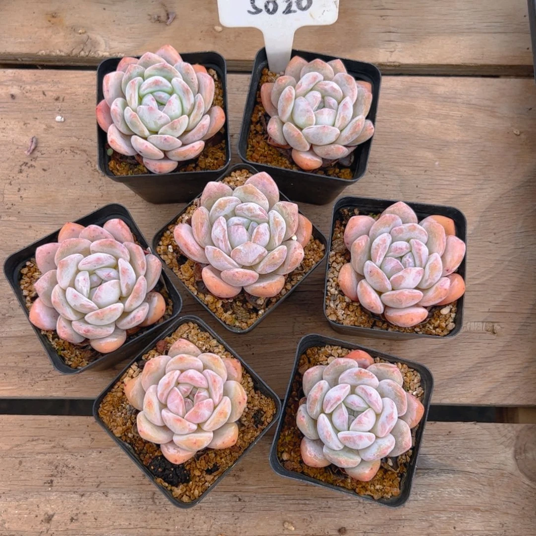 有****易小橙梦露6公分左右5020号