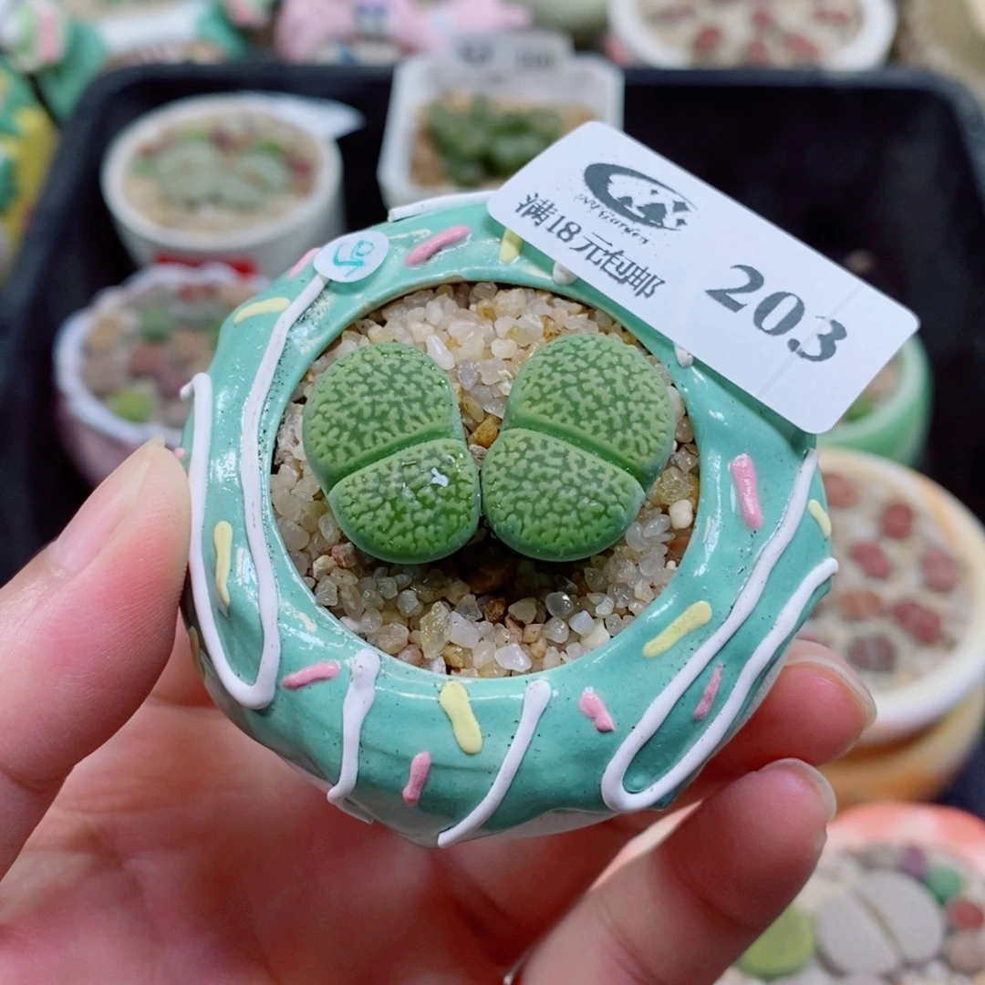 生石花花花花花花花203