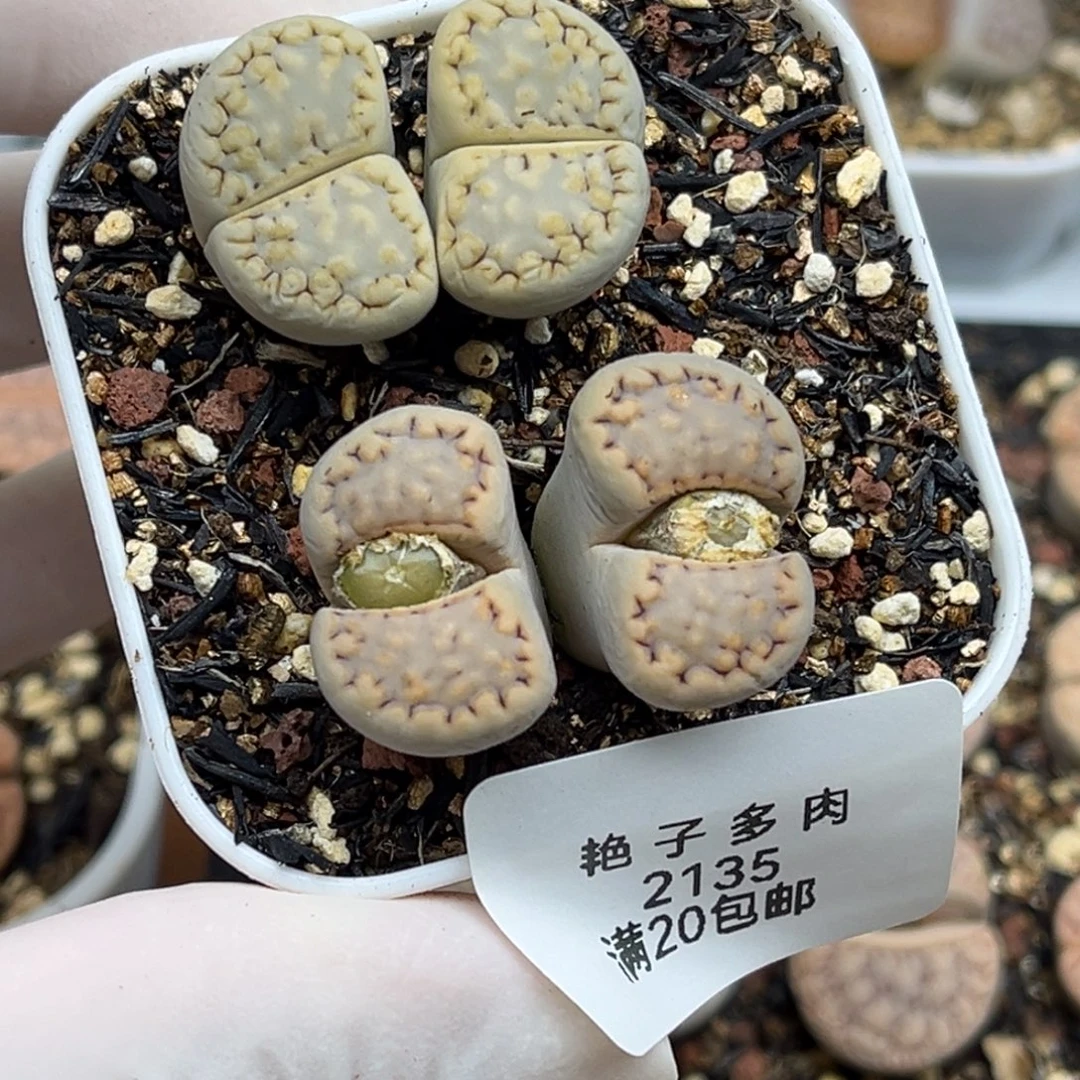 2135号一首两颗双头脱土