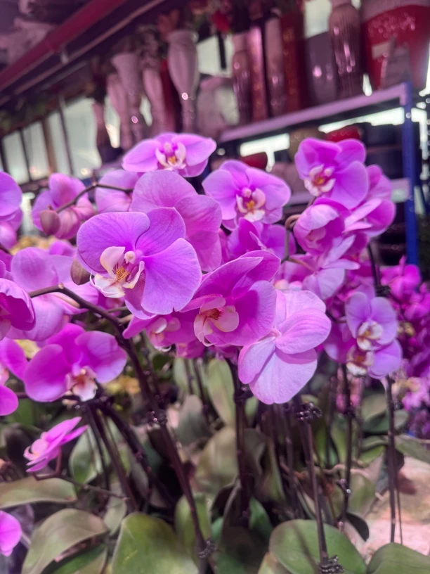 小安娜蝴蝶兰，单颗带瑕疵