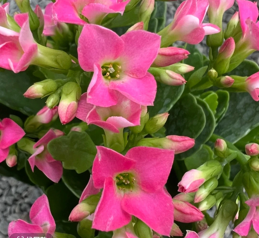 长寿花（哈瑞特）130盆  打顶苗