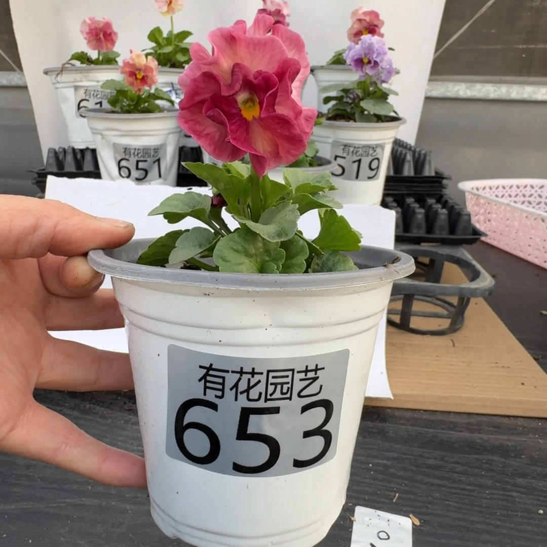 无花朵浩**贝653号角堇