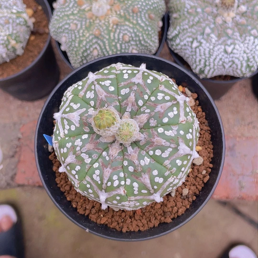 完全开放全品 琉璃宽v