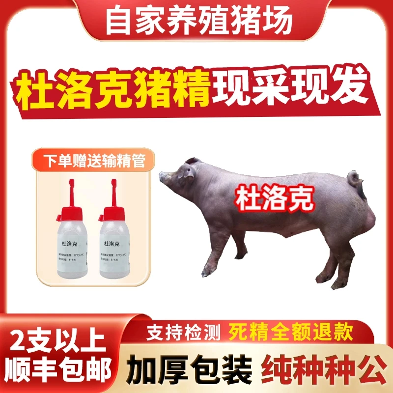 【杜洛克】60ml兽用优质猪精液猪精母猪配种人工授精当天现采现发