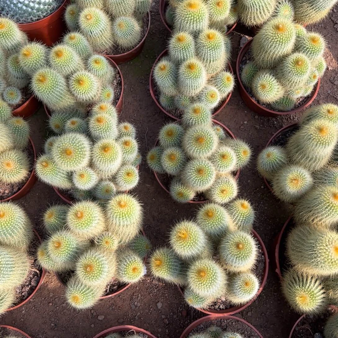 金丝猴随机一颗。