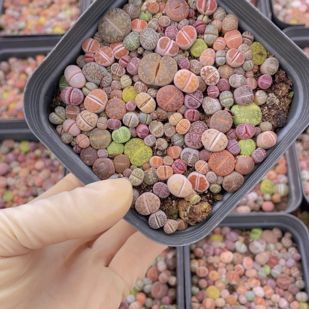 十方杯彩混88888888888