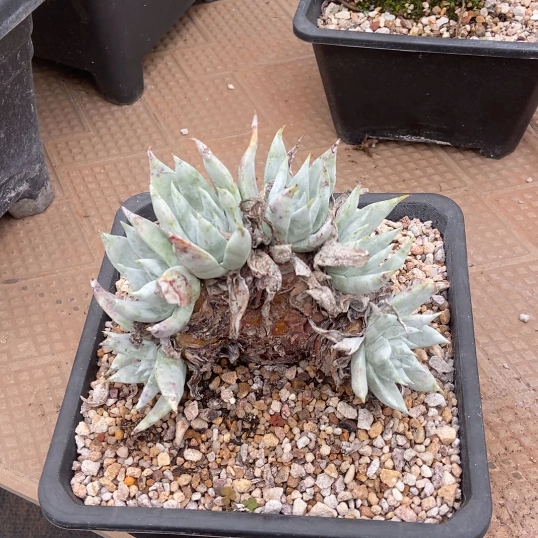 苹果叶雪山整版朵朵