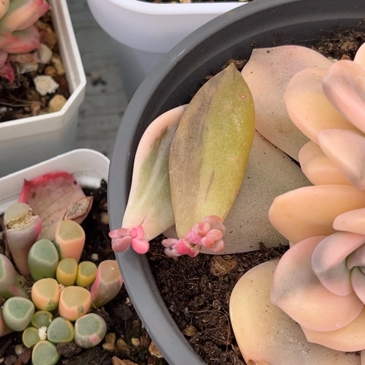 涵****）美人锦叶片发货