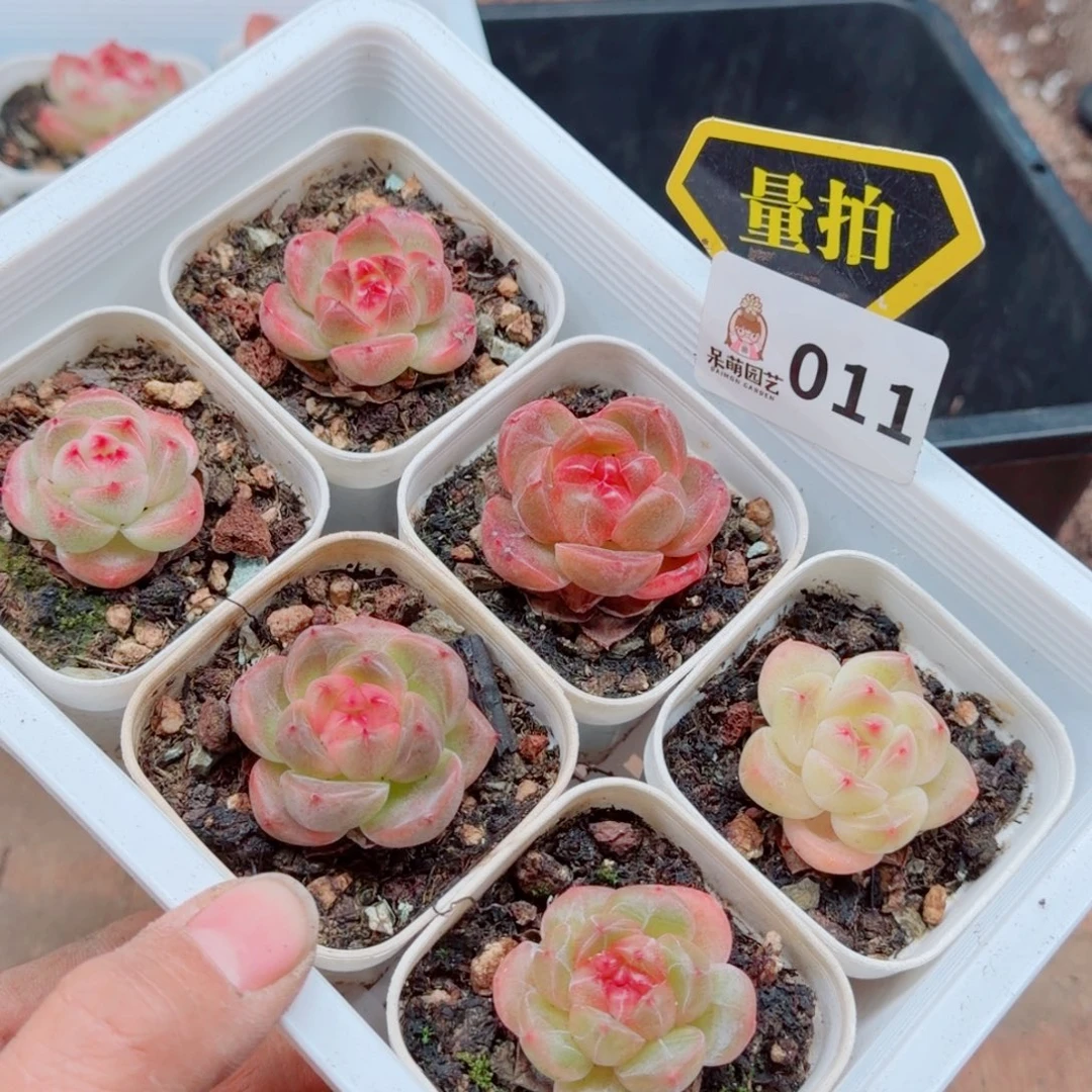 多肉植物多肉植物