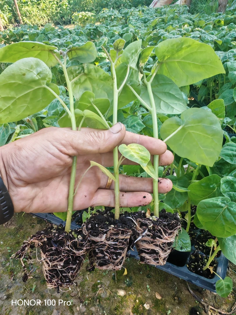 云南新鲜番茄辣椒盘苗树番茄小苗适合庭院种植无需搭50棵批发菜苗