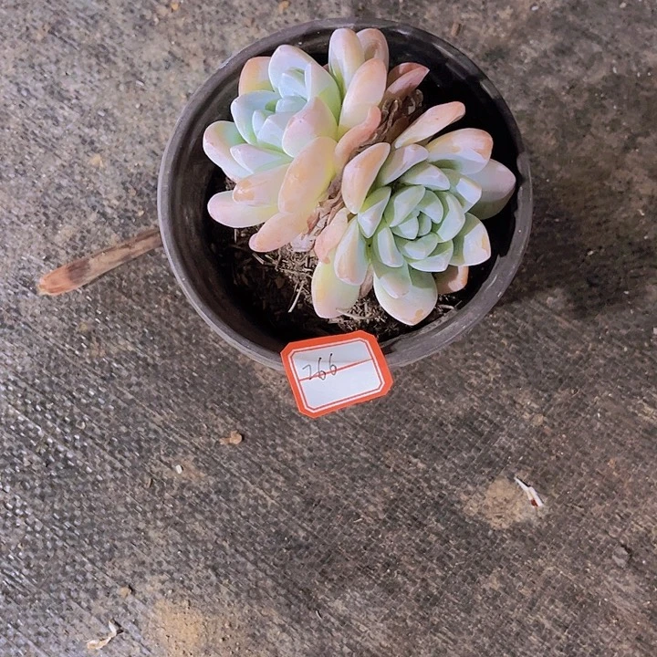 最***柔000000000000266