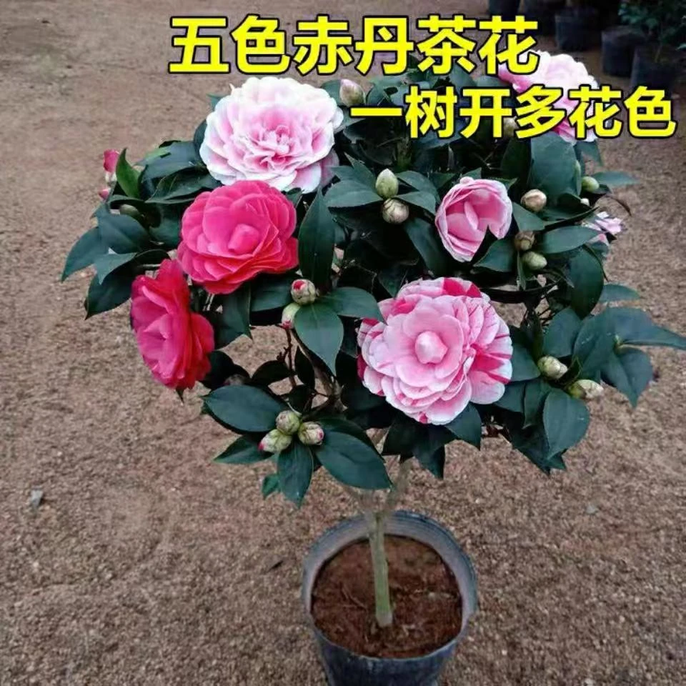 五色赤丹山茶花树苗盆栽带花苞重瓣室内外耐寒好养浓香型四季常青