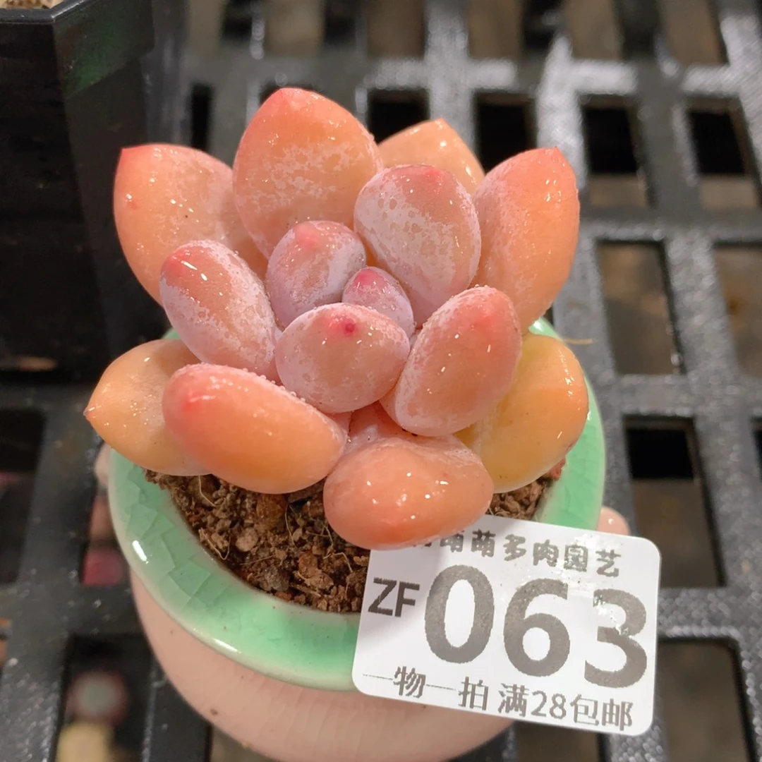 肉萌萌拇指盆精控多肉ZF063