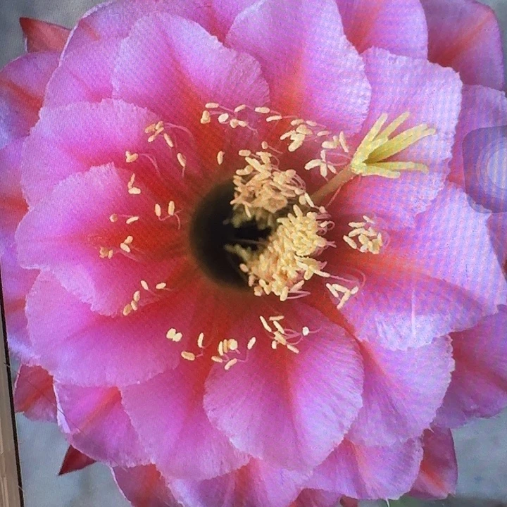 花季少女侧芽5公分左右毛花柱（20包邮）