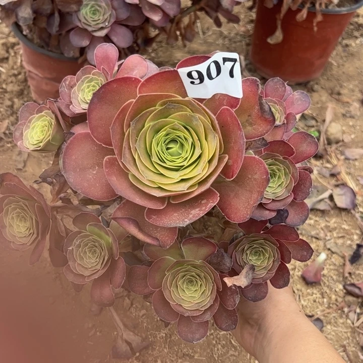 魅金玫瑰多肉植物 907