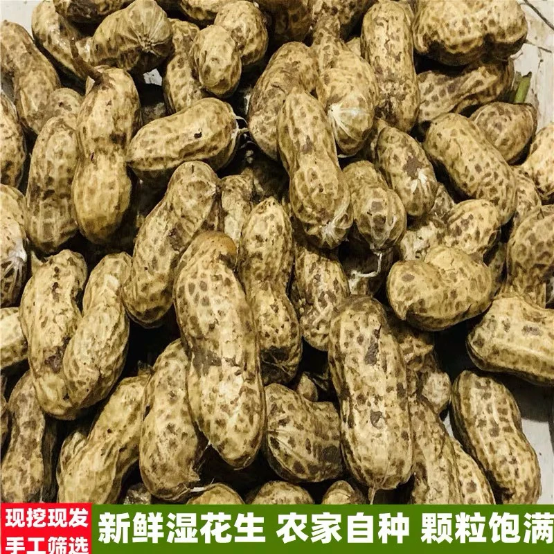 优【生花生】湘西农家高山种植当季头茬采摘生花生可水煮好吃美味