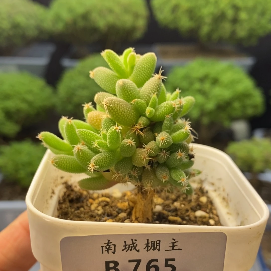 765实生玉米枝干