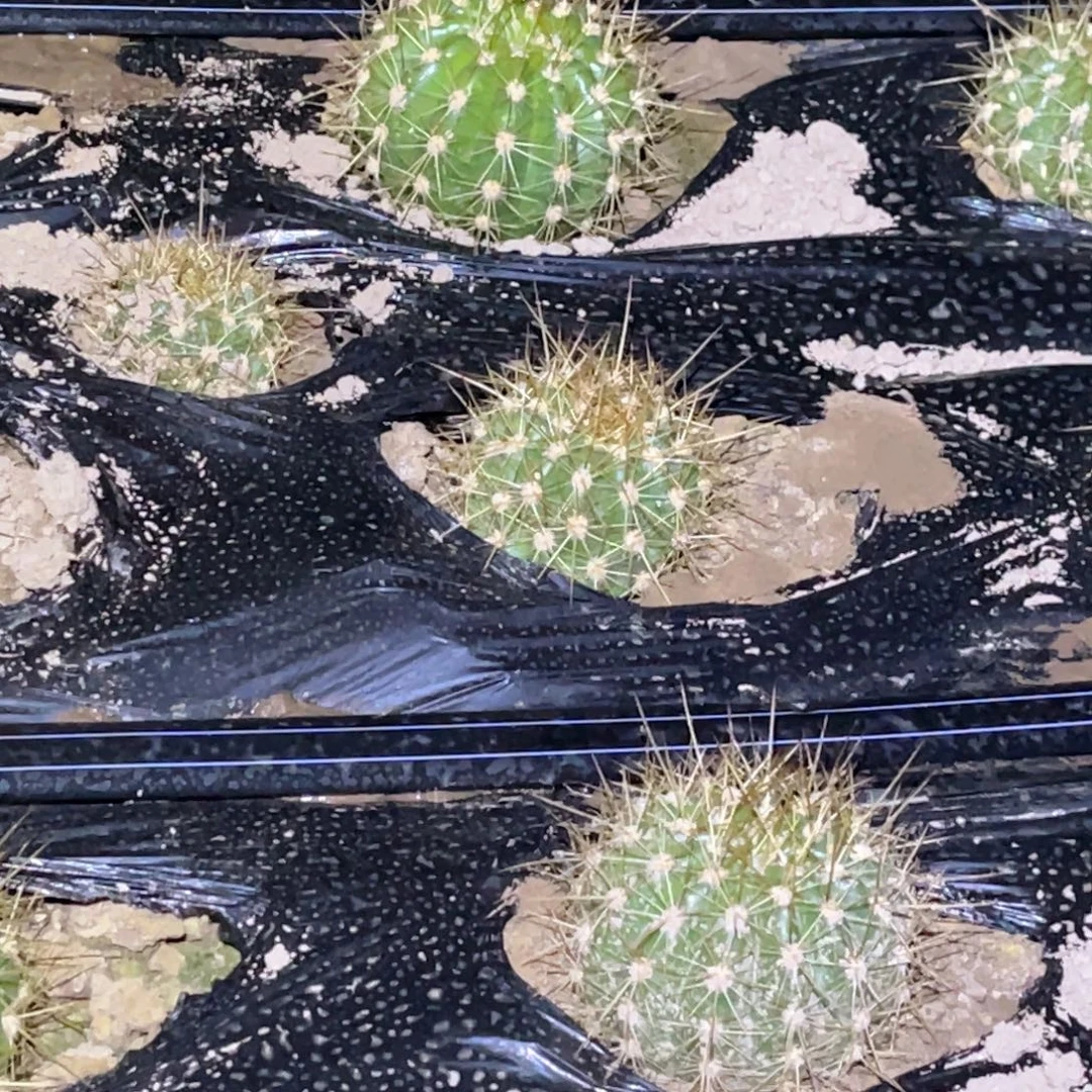 毛 3–285脱土脱盆摘花满20包邮