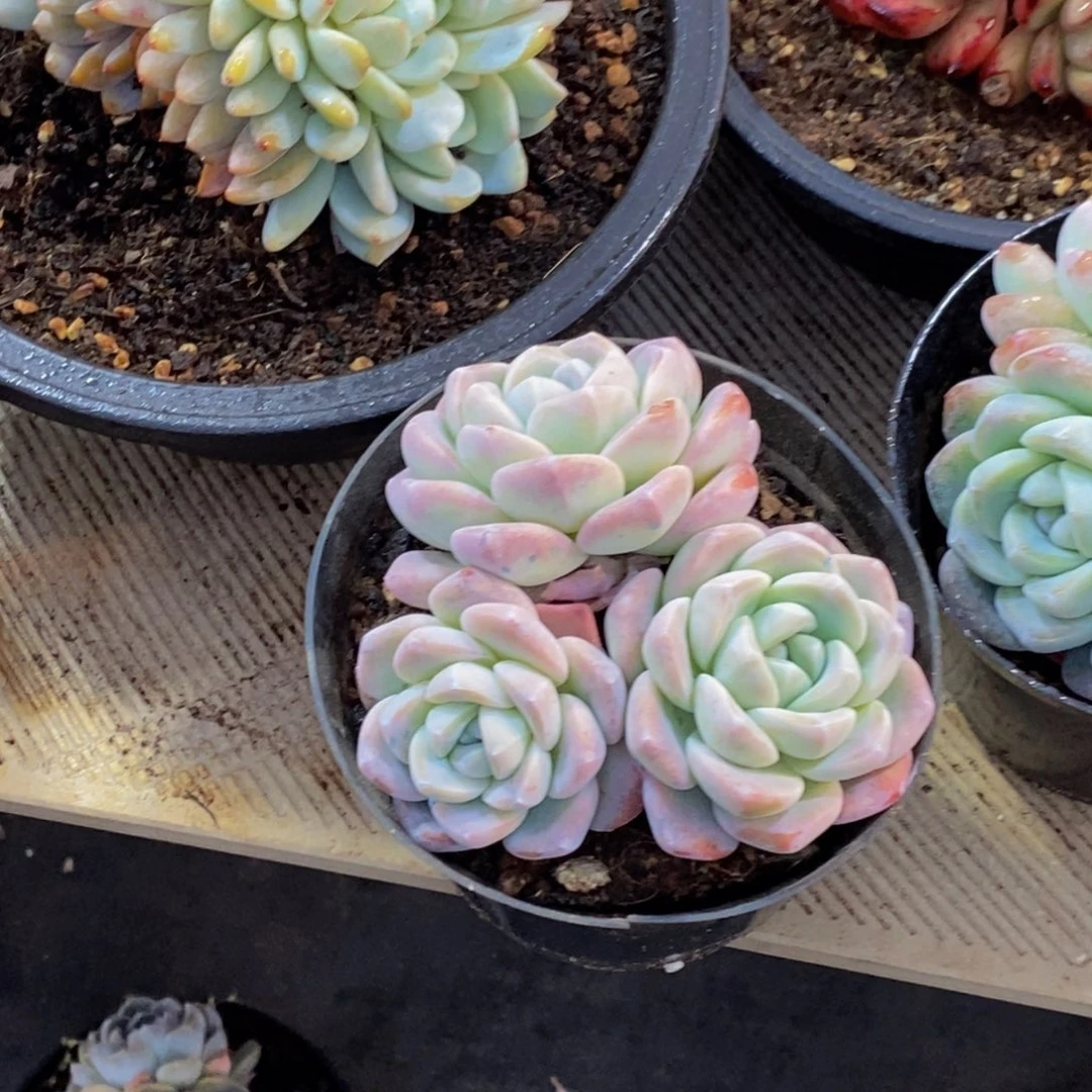 ?****?一物一拍多肉植物