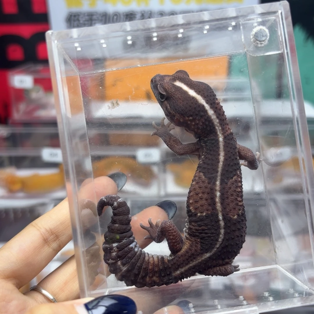 肥尾守宫原色直线弟弟T30