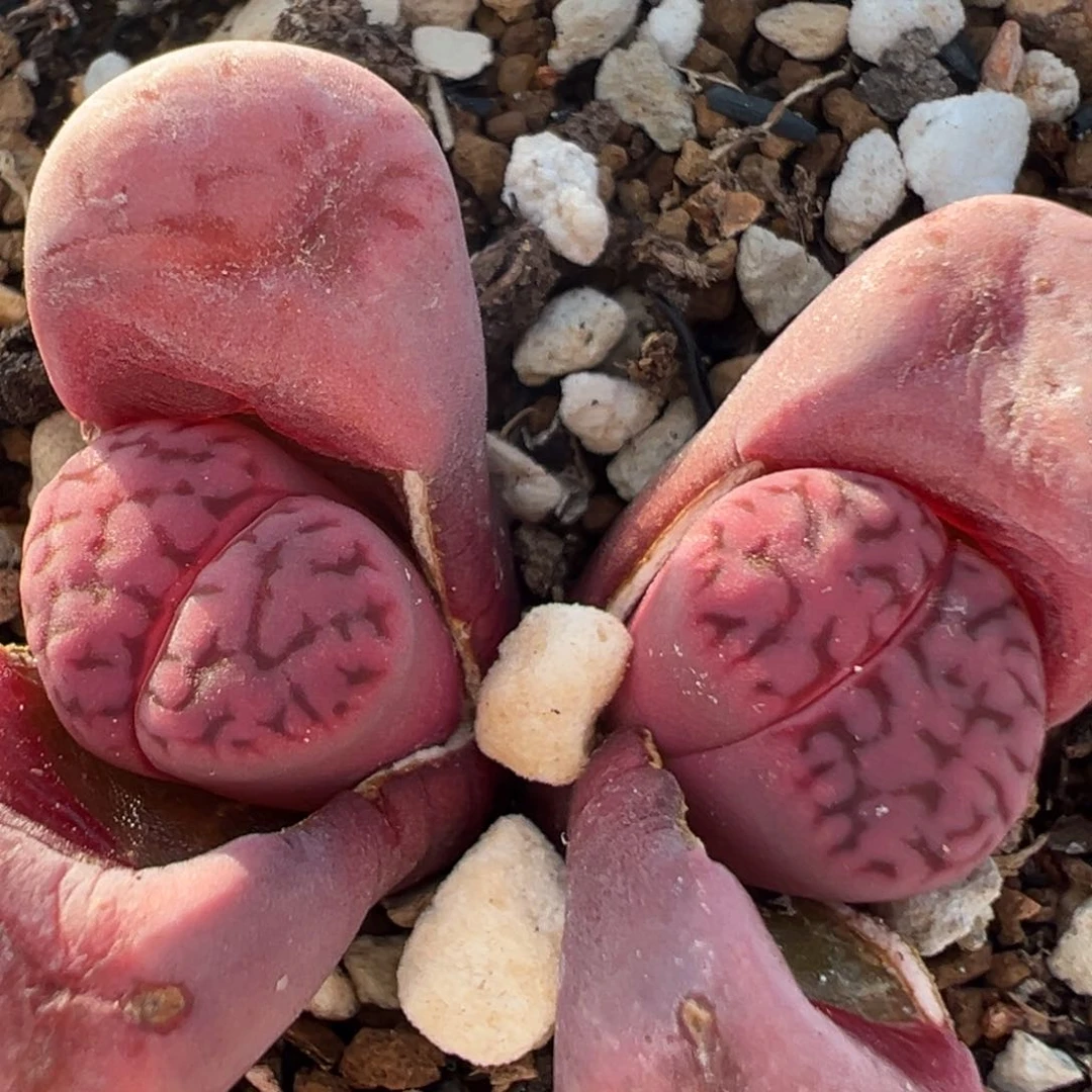 113多肉植百科知识