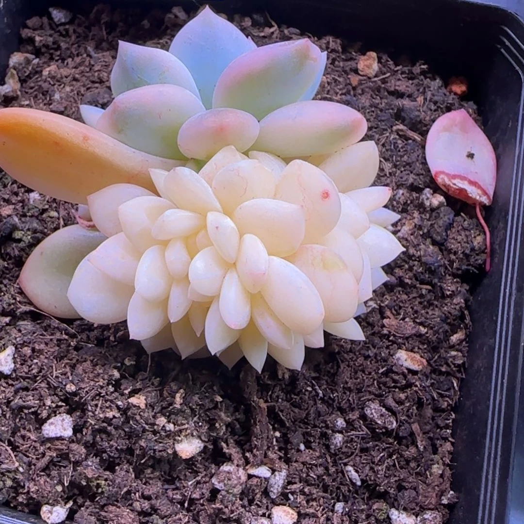 1084梦露锦缀 多肉