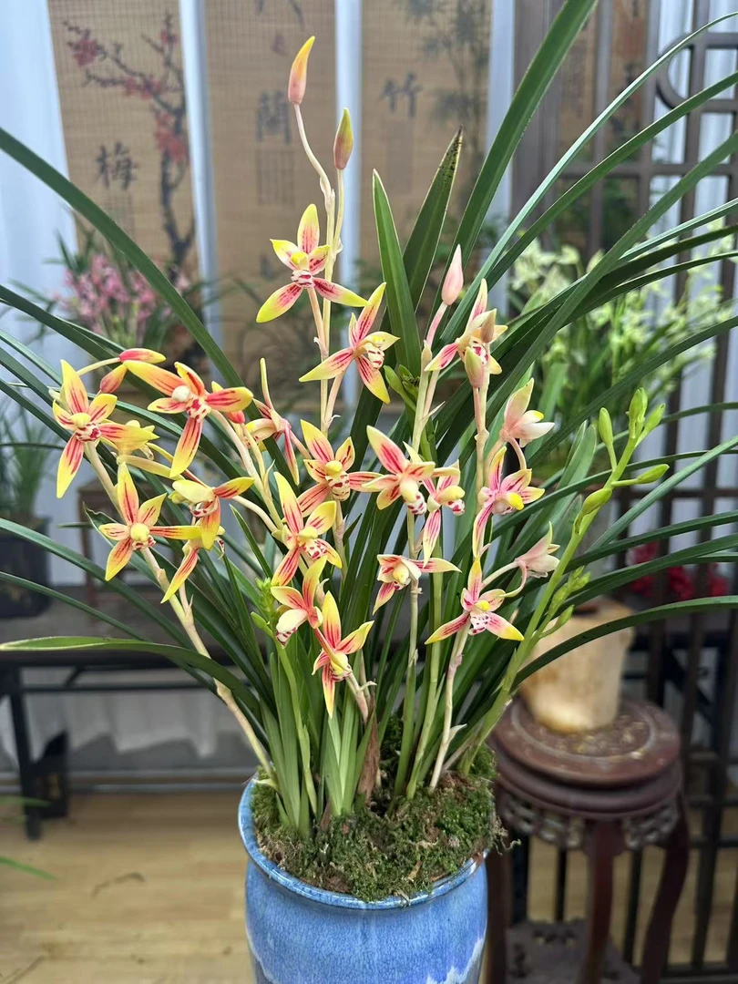 兰花 建兰铭品【红香兰带多花剑多花苞】海洋之心陶瓷盆 室内浓香型