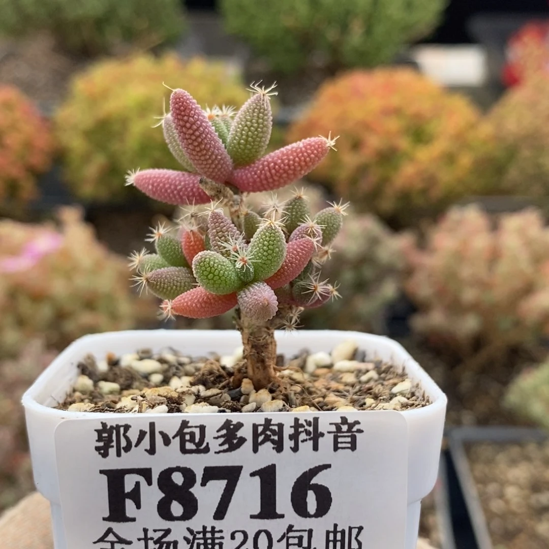 实生玉米8716枝干番杏