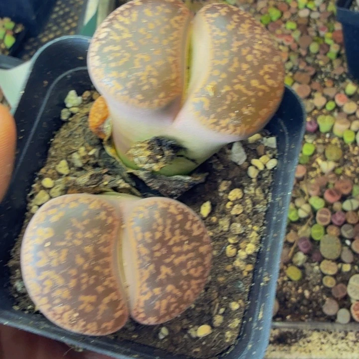爱*多肉葡萄的季节来228