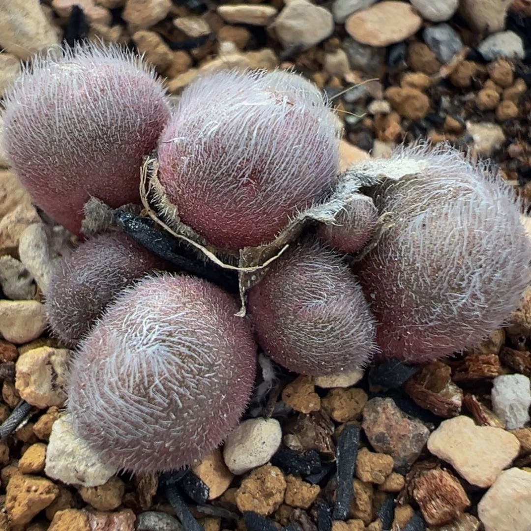 大型紫毛球多肉植物