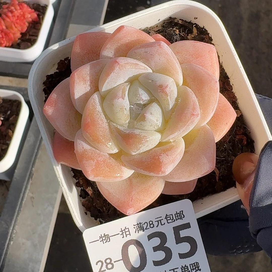 冰玉无盆土发货无