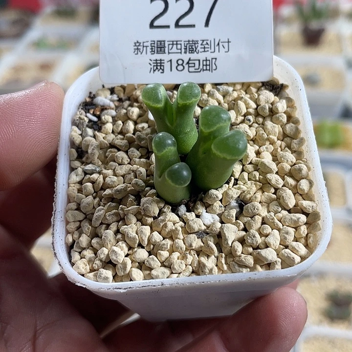 彦****家人园艺博览会227